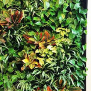 Zielona ściana pokryta roślinami